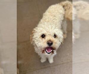 Poodle (Miniature) Dogs for adoption in Santa Maria, CA, USA