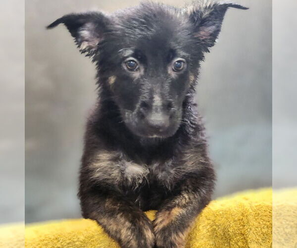 Medium Photo #1 Mutt Puppy For Sale in Walnutport, PA, USA