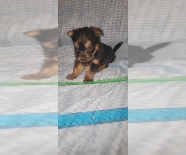 Medium Photo #34 Yorkshire Terrier Puppy For Sale in AKRON, OH, USA
