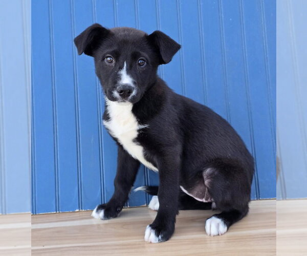 Medium Photo #3 Borador Puppy For Sale in Lakewood, CO, USA
