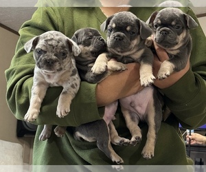 French Bulldog Puppy for sale in STATESVILLE, NC, USA