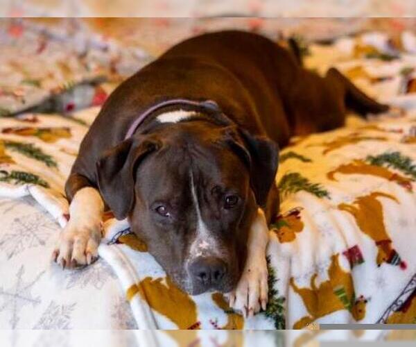 Medium Photo #2 American Pit Bull Terrier-American Staffordshire Terrier Mix Puppy For Sale in Minneapolis, MN, USA