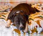 Small #1 American Pit Bull Terrier-American Staffordshire Terrier Mix