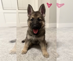 Medium German Shepherd Dog