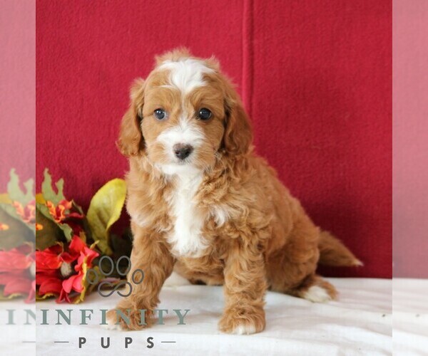 Medium Photo #4 Cavapoo Puppy For Sale in GORDONVILLE, PA, USA