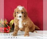 Small #3 Cavapoo