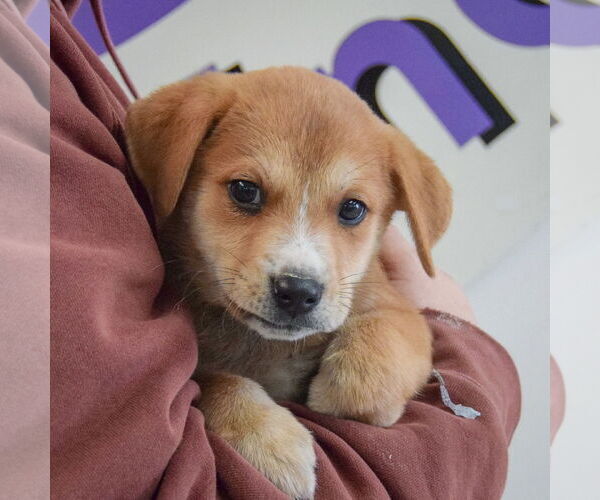 Medium Photo #4 German Shepherd Dog-Unknown Mix Puppy For Sale in Huntley, IL, USA