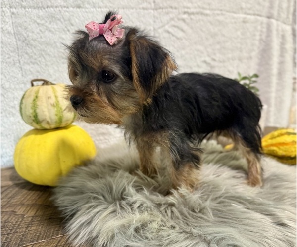 Medium Photo #6 Yorkshire Terrier Puppy For Sale in NAPPANEE, IN, USA