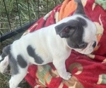Small #1 Faux Frenchbo Bulldog