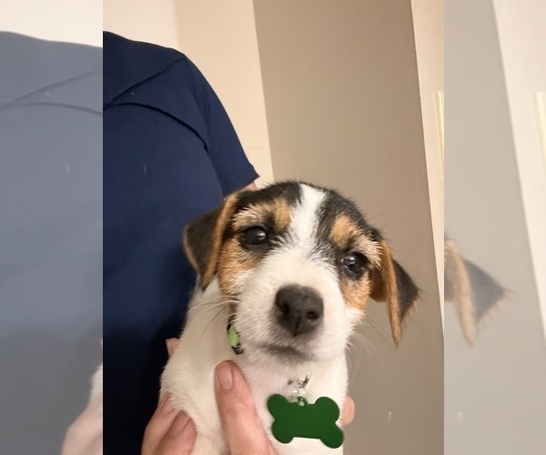 Medium Photo #1 Jack Russell Terrier Puppy For Sale in FREEMAN, MO, USA