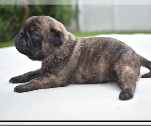 Medium Photo #2 Pug Puppy For Sale in PALM COAST, FL, USA