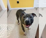 Small #9 American Pit Bull Terrier