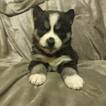 Small Photo #3 Siberian Husky Puppy For Sale in WORTHINGTON, PA, USA