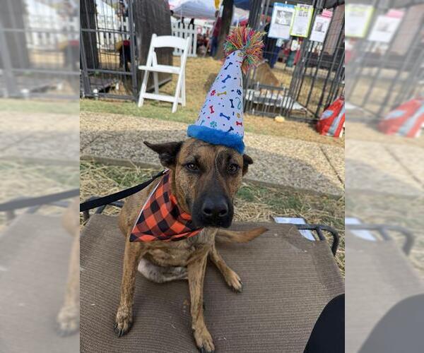 Medium Photo #2 Catahoula Leopard Dog-Unknown Mix Puppy For Sale in San Antonio, TX, USA