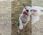Small #4 Olde English Bulldogge