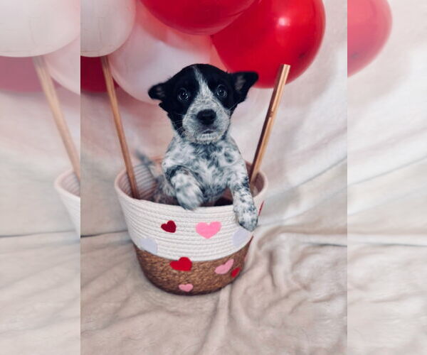 Medium Photo #1 Mutt Puppy For Sale in New London, WI, USA