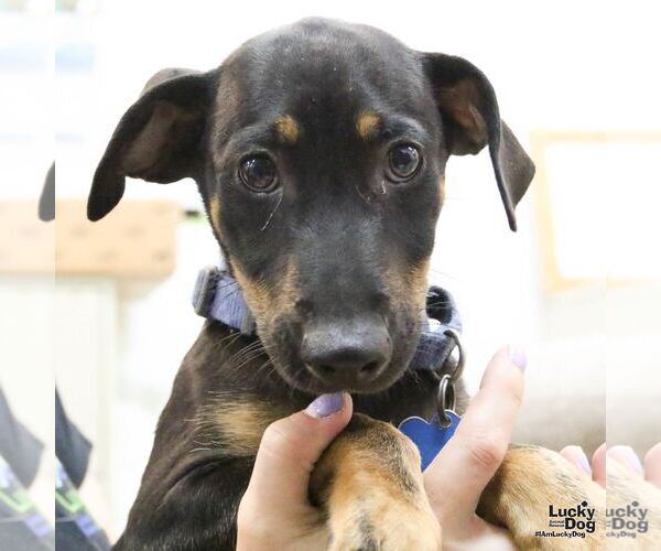 Medium Photo #3 Dachshund-Unknown Mix Puppy For Sale in Washington, DC, USA