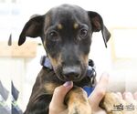 Small #2 Dachshund Mix