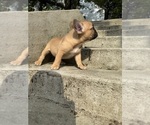Small #9 French Bulldog