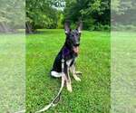 Small German Shepherd Dog Mix