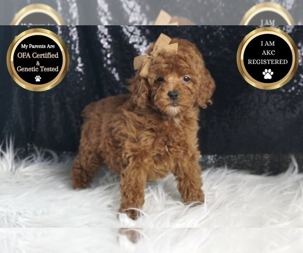 Medium Photo #7 Poodle (Toy) Puppy For Sale in WARSAW, IN, USA