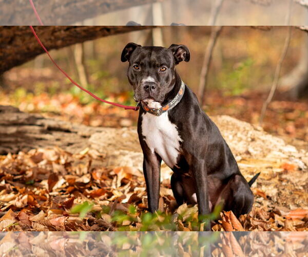 Medium Photo #11 American Pit Bull Terrier Puppy For Sale in Alexandria, VA, USA