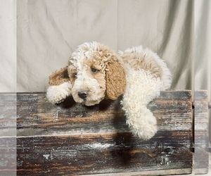 Goldendoodle Puppy for sale in OCALA, FL, USA