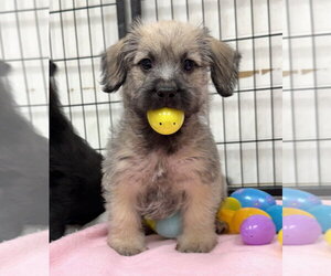 Mutt Dogs for adoption in GILBERTS, IL, USA