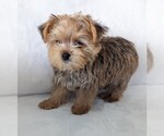 Small Photo #5 Yorkshire Terrier Puppy For Sale in ESTERO, FL, USA