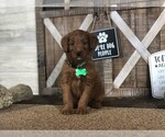 Puppy 1 Goldendoodle-Irish Setter Mix