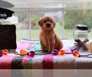 Goldendoodle Puppy for sale in FAIR GROVE, MO, USA