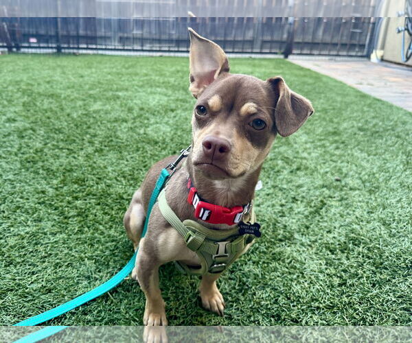 Medium Photo #4 Chihuahua-Unknown Mix Puppy For Sale in Santa Clara, CA, USA