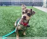Small #3 Chihuahua Mix