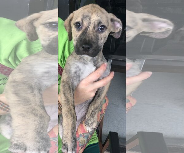 Medium Photo #5 Mutt Puppy For Sale in Royal Palm Beach, FL, USA