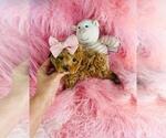 Small #3 Poodle (Toy)