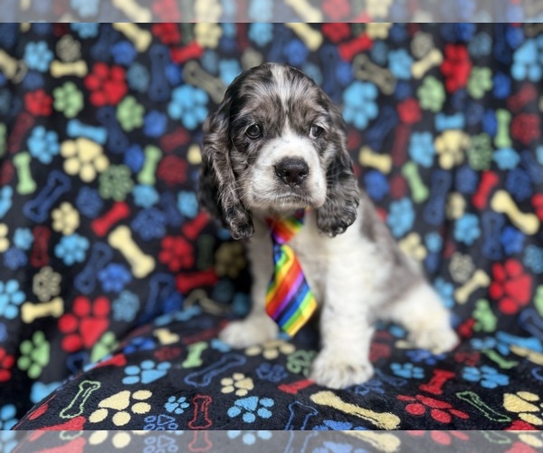 Medium Photo #2 Cocker Spaniel Puppy For Sale in LAKELAND, FL, USA