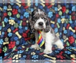 Small #1 Cocker Spaniel