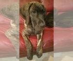 Small Photo #8 Great Dane Puppy For Sale in NEOSHO, MO, USA
