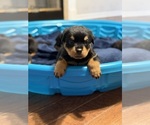 Small #1 Rottweiler