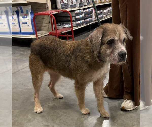 Medium Photo #2 Mutt Puppy For Sale in Abbeville, LA, USA