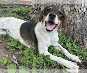 Mutt Dogs for adoption in San Antonio, TX, USA