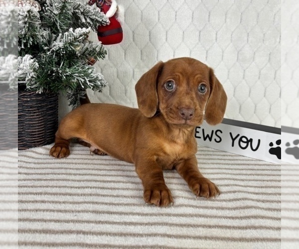 Medium Photo #1 Dachshund Puppy For Sale in GREENFIELD, IN, USA