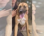 Small #2 Carolina Dog Mix