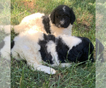 Small Photo #2 Poodle (Standard) Puppy For Sale in VENETA, OR, USA