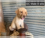 Small #6 Labrador Retriever