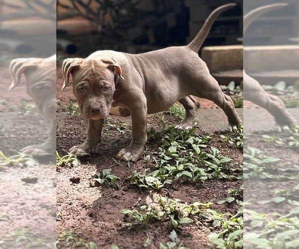 Medium Photo #3 American Bully Puppy For Sale in SNELLVILLE, GA, USA