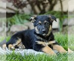 Small Australian Shepherd-German Shepherd Dog Mix