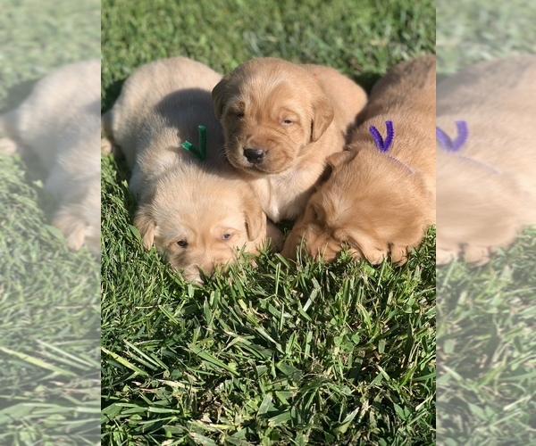 Medium Photo #1 Golden Labrador Puppy For Sale in FARMINGTON, MO, USA