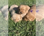 Small Golden Labrador