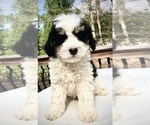 Small Photo #3 Bernedoodle Puppy For Sale in CHATHAM, PA, USA